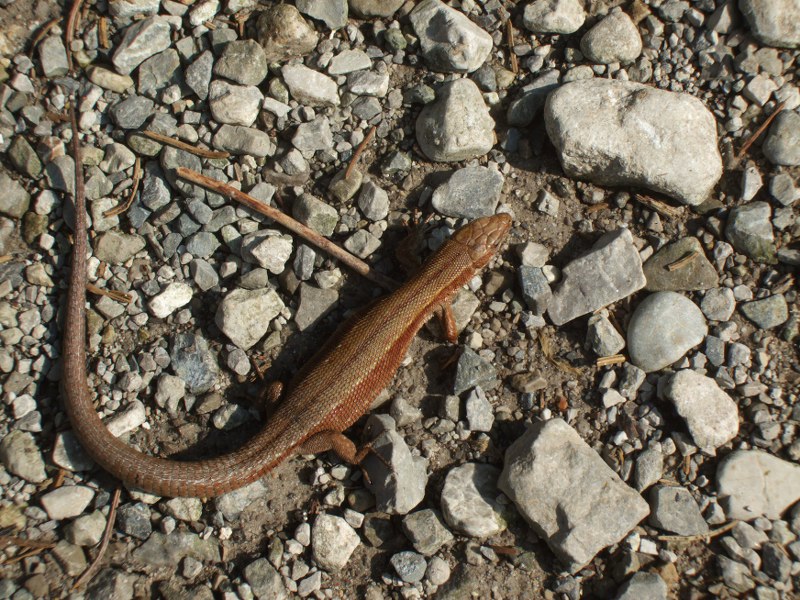 Zootoca vivipara in Trentino